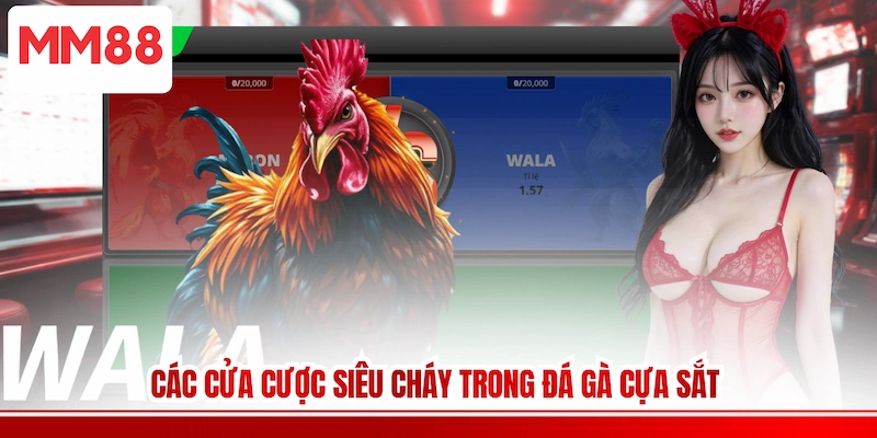 Các cửa cược siêu cháy trong Đá gà cựa sắt 